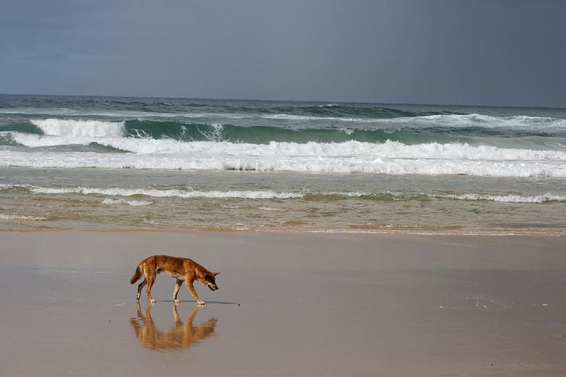 2007 05 15 Fraser Island 086_DXO.jpg